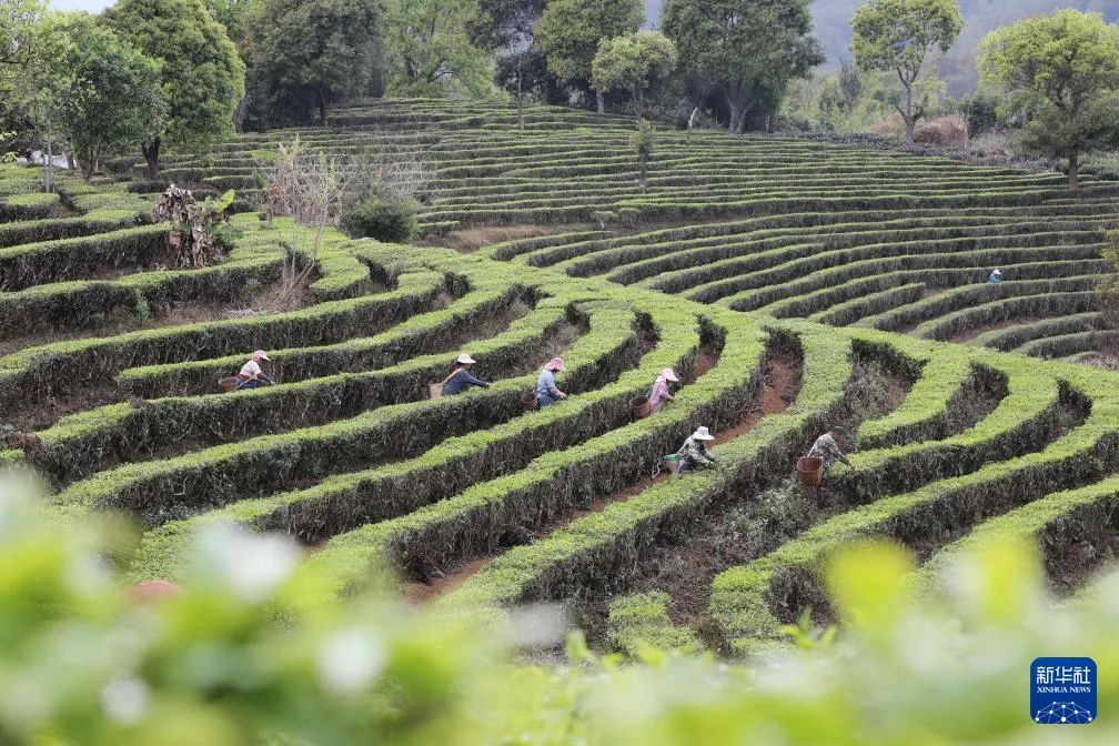 茶山春色纪实影像 - 91黑料